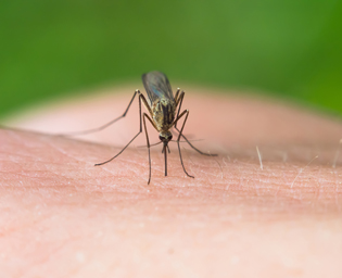 Mosquito Control